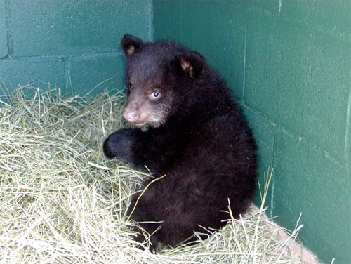 black bear cub